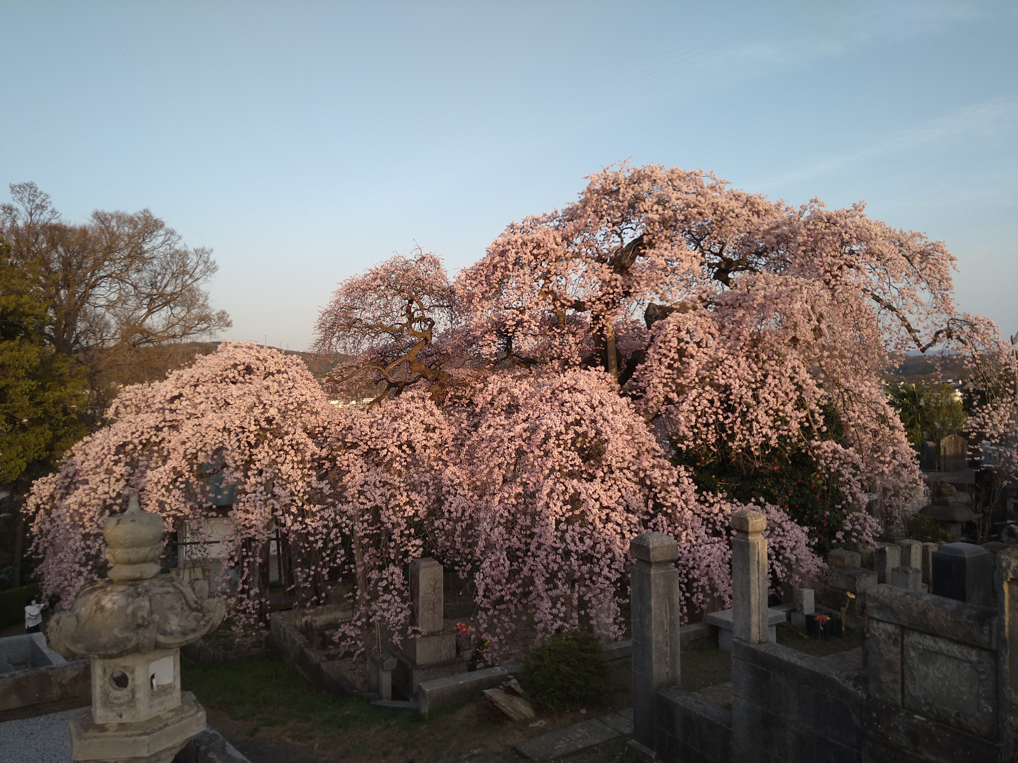 夕方の桜