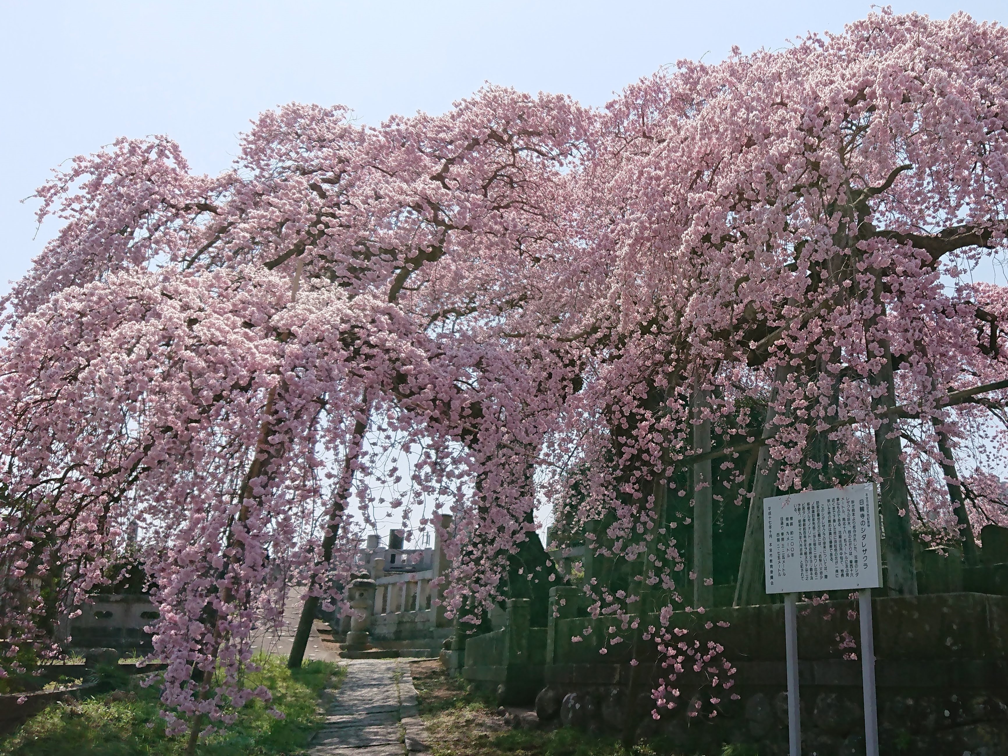 桜